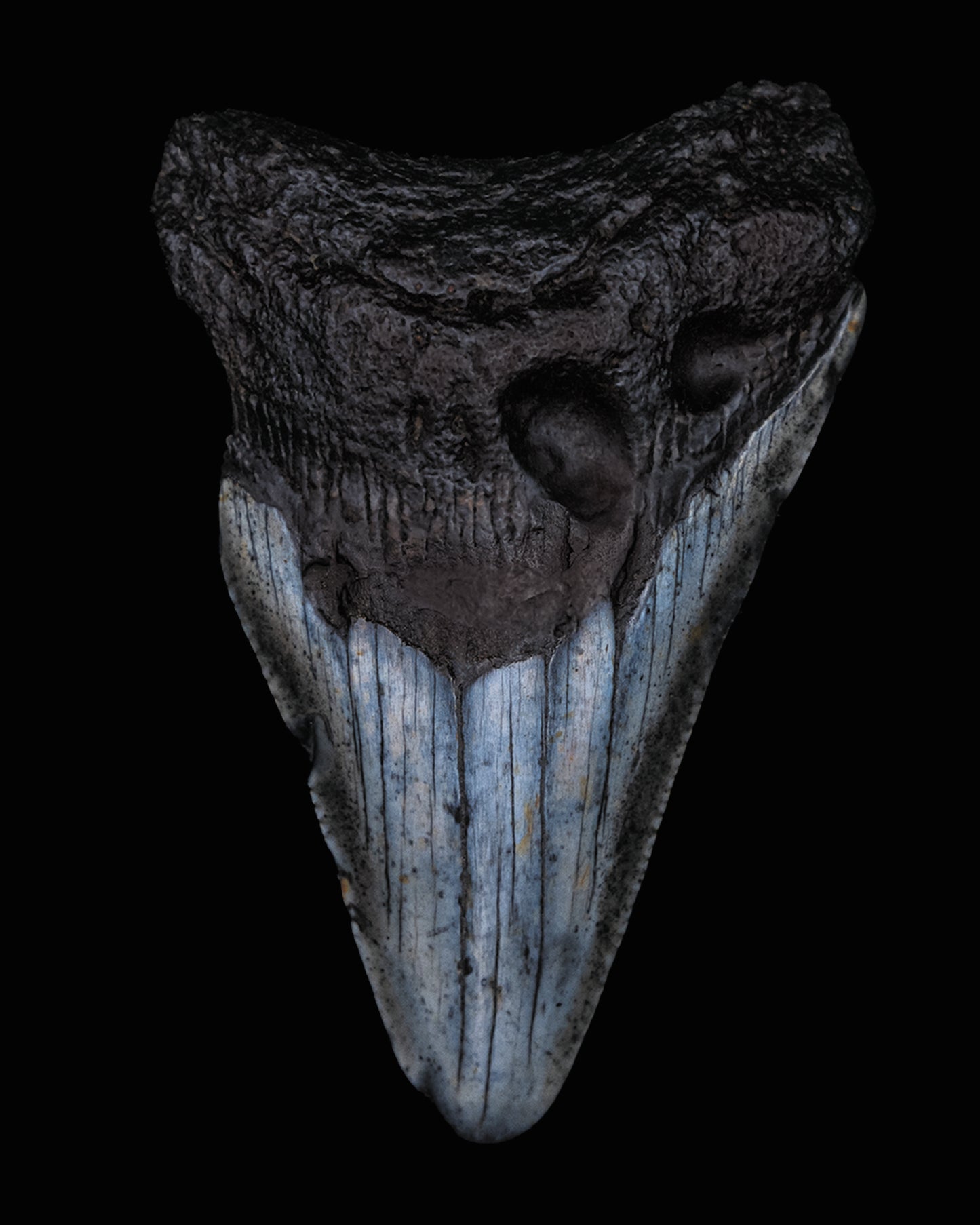 Megalodon Shark Tooth, The Specimens Natural History Series. Limited Edition Print 1 of 10 by Artist Photographer Tal Shpanter