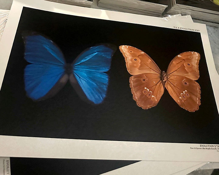Blue Morpho Butterfly , Front & Underside View