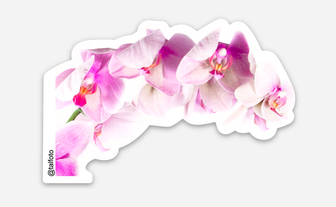 PASTEL PINK ORCHIDS