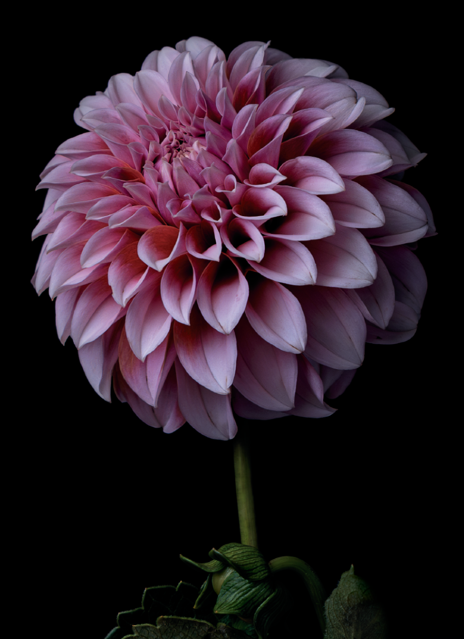 Dahlia Peaches N Cream Floral Notecard