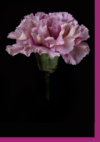 Carnation Floral Greeting Card