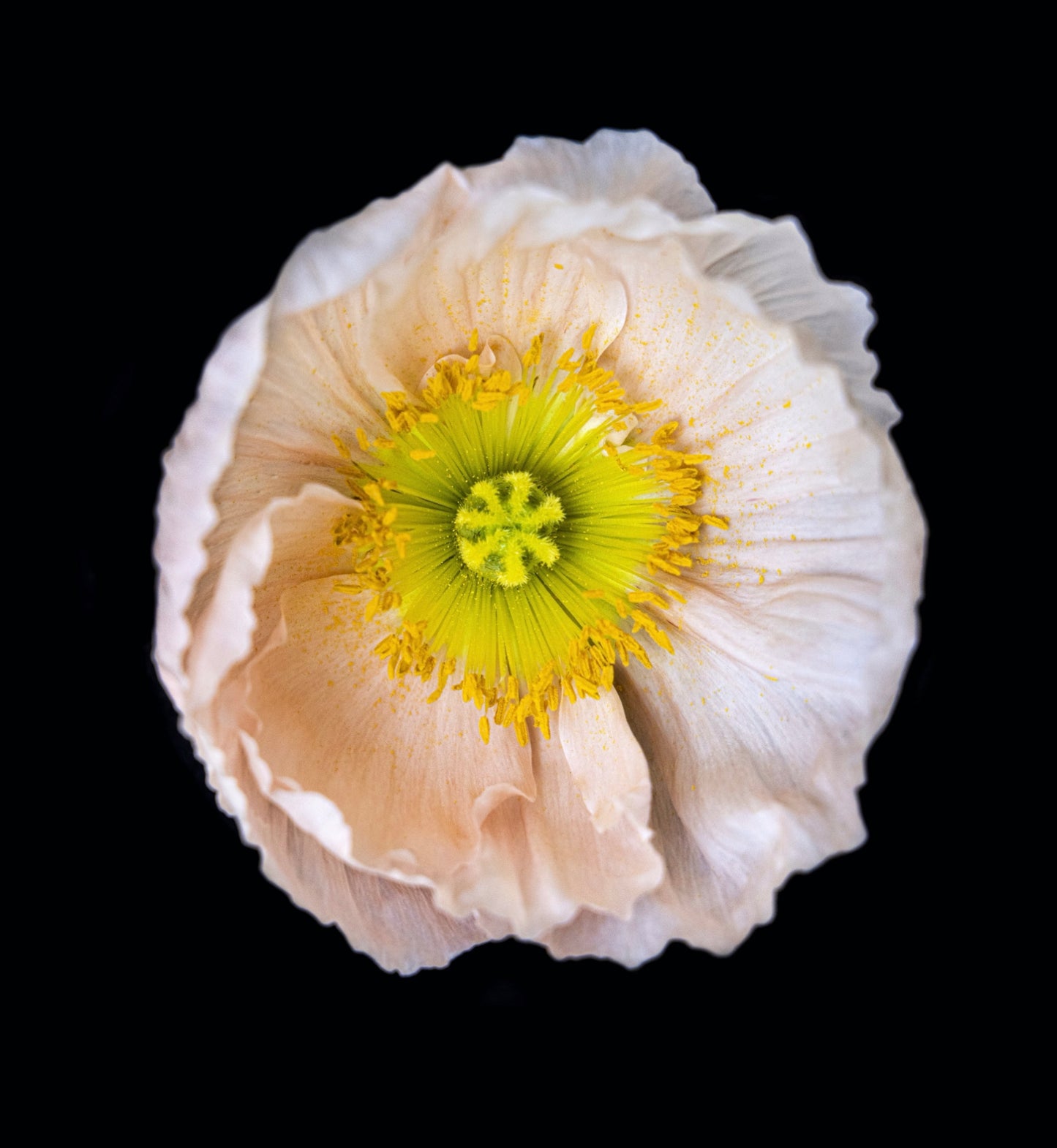 Poppy by Photographer Tal Shpantzer