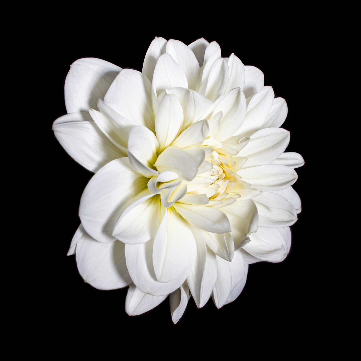 Marshmallow Dahlia, Botanical Art Prints by Photographer Tal Shpantzer