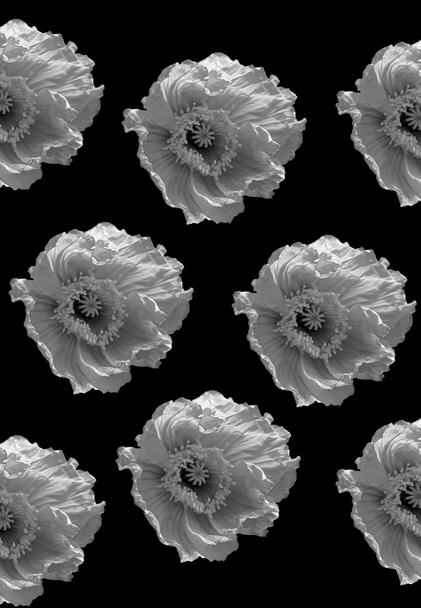 O POPPIES
