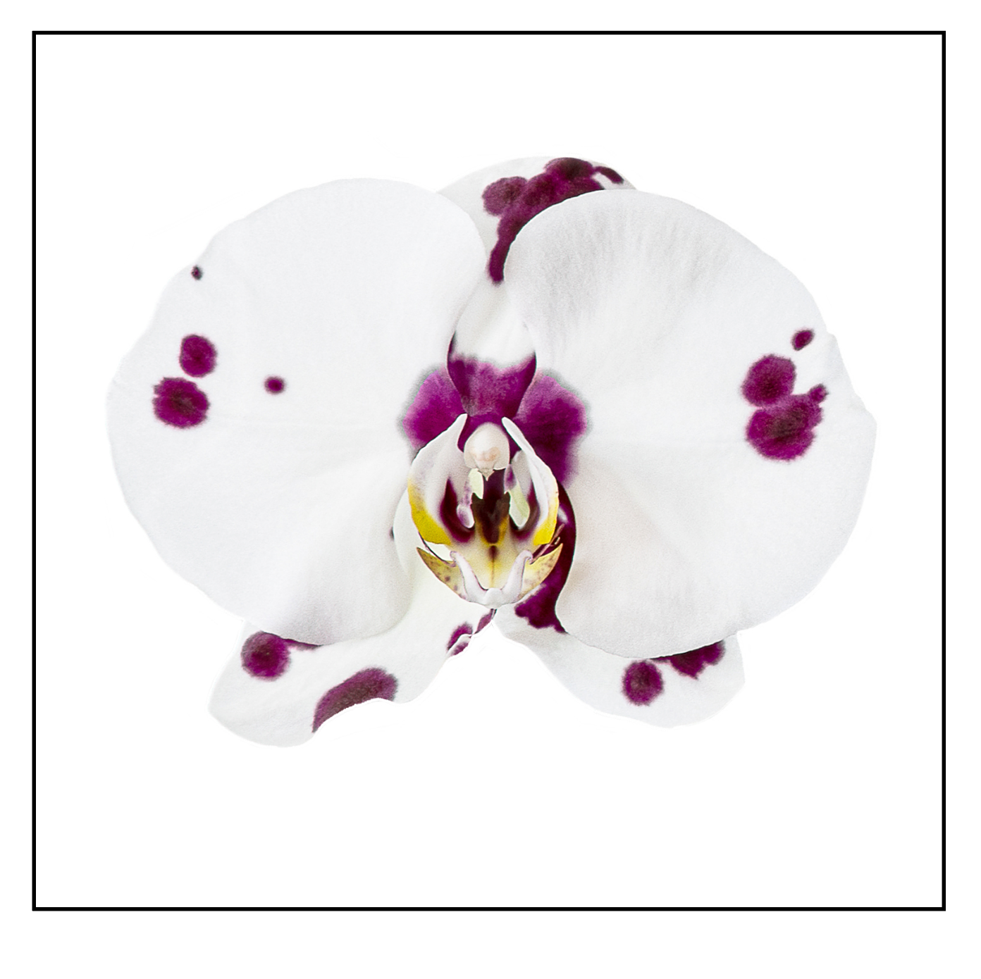 White Orchid Notepad - New