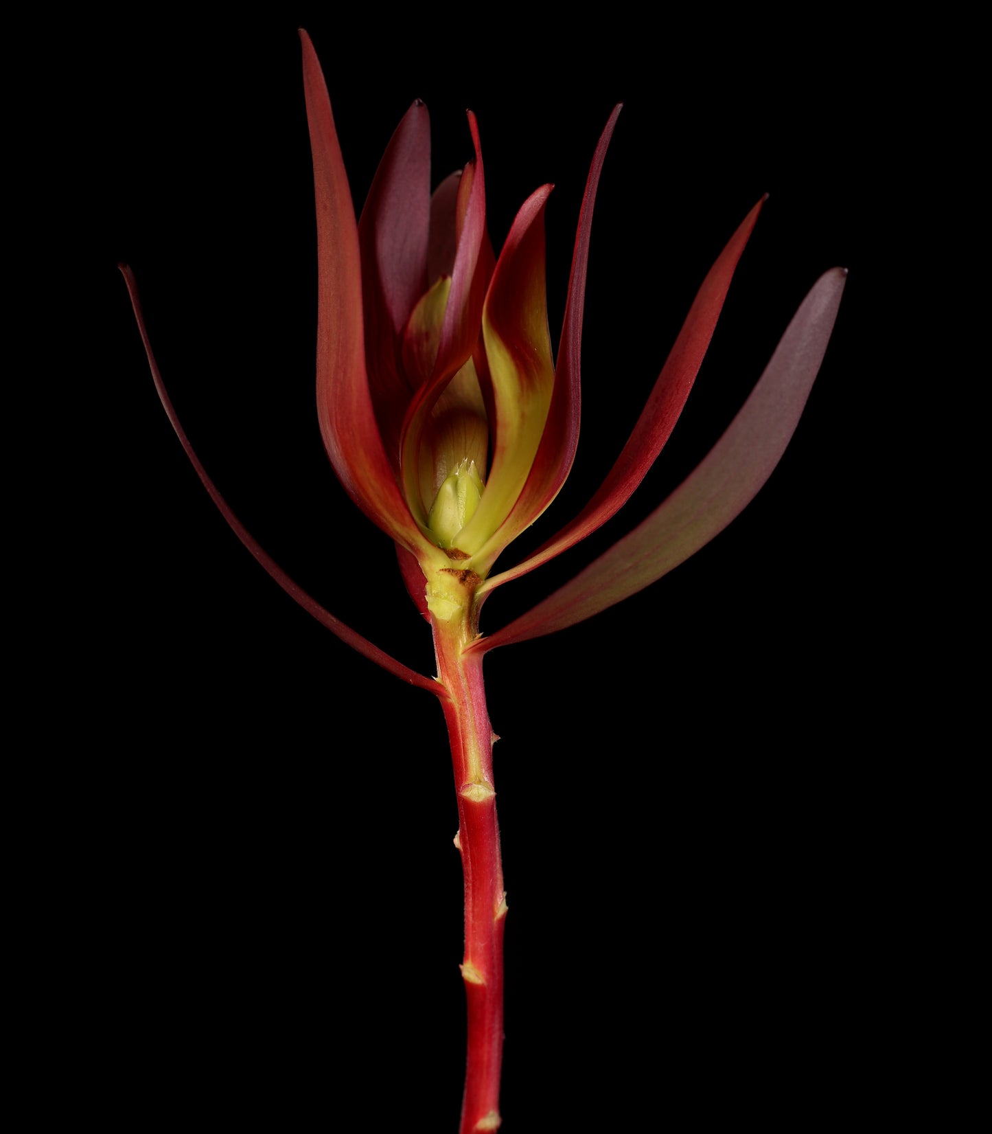 Untitled, Prints by Photographer Tal Shpantzer