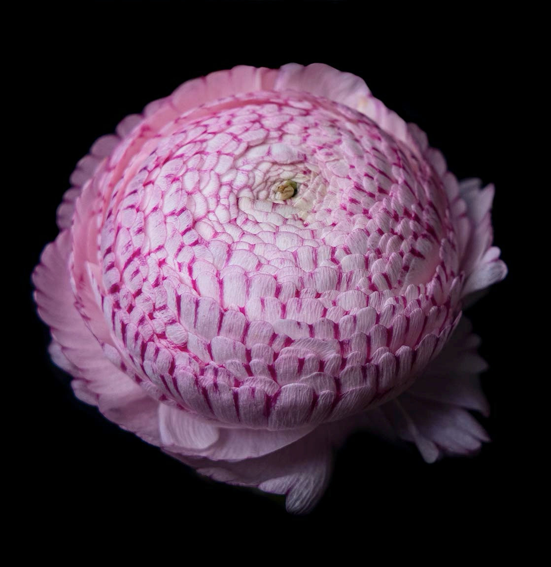 Ranunculus, Art Prints by Photographer Tal Shpantzer