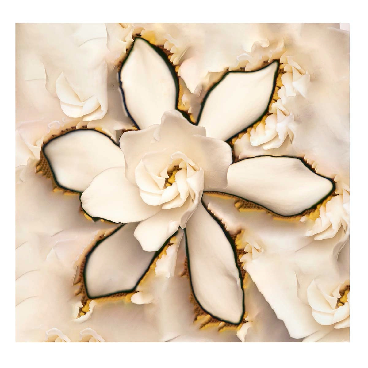 Gardenia Blooms, Botanical Art Prints by Photographer Tal Shpantzer