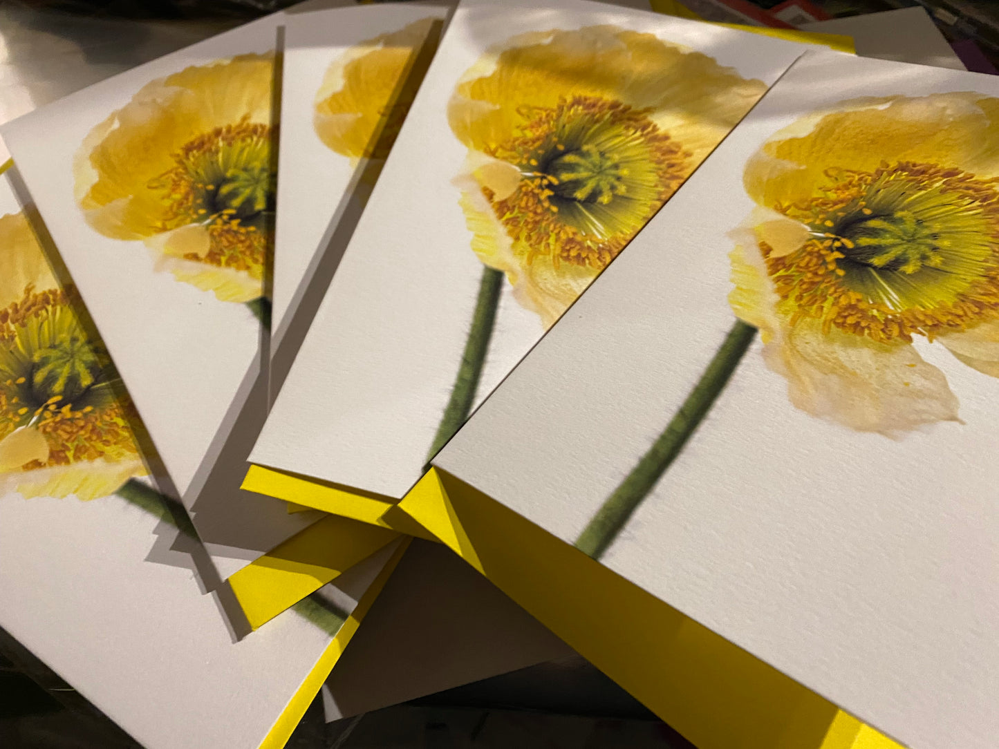 ICELANDIC POPPY