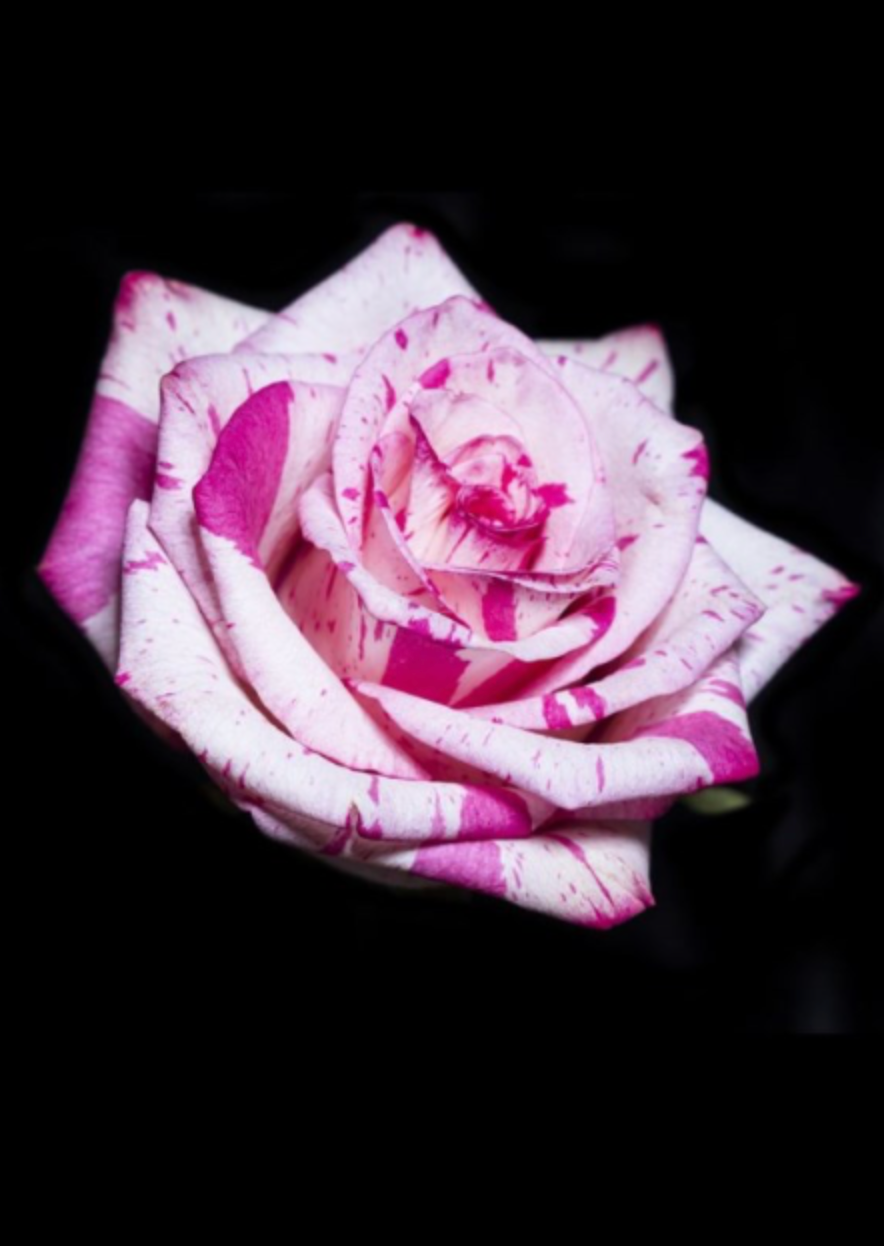 Zebra Rose