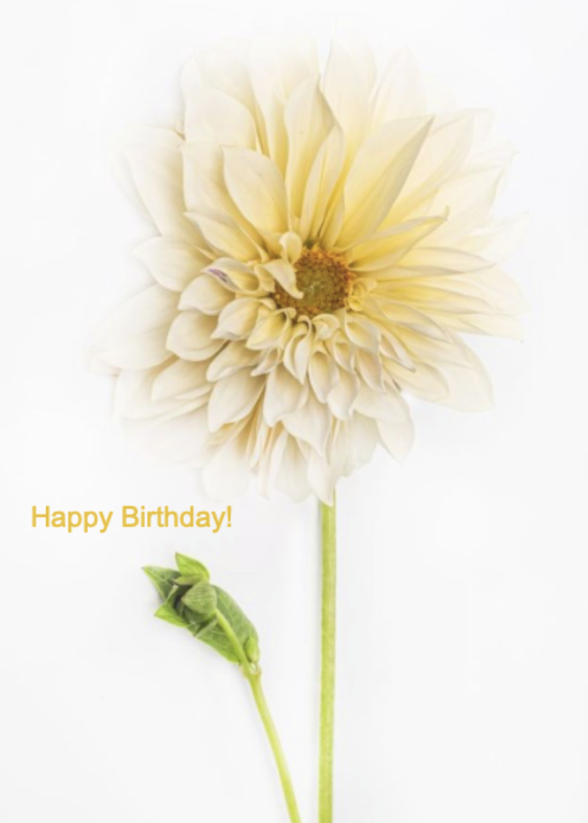 Dahlia Happy Birthday
