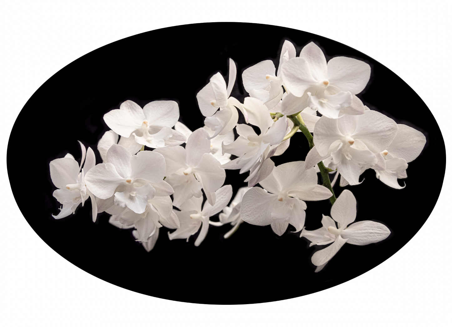 Uplifting Orchids Art Prints