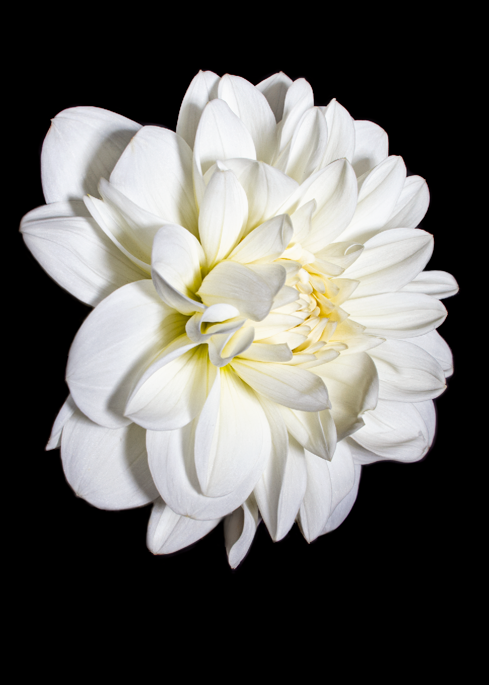 Blooming Marshmellow Dahlia Flower Greeting Card