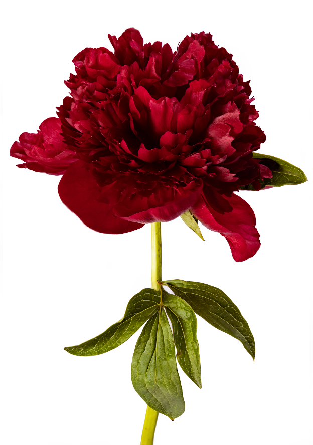 Ruby Valentine's PEONY Bundle