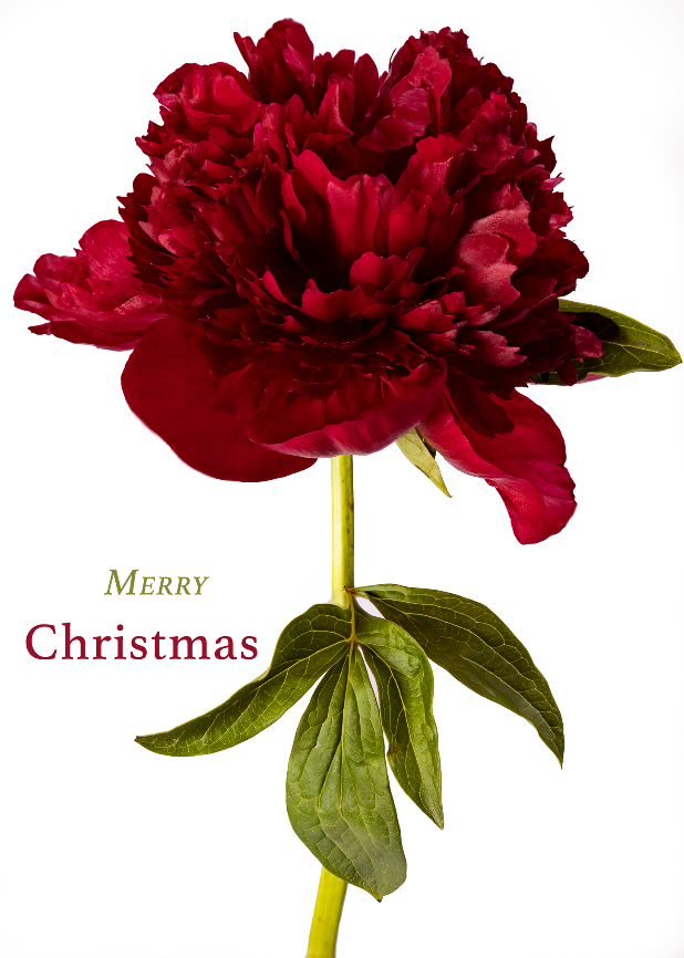 MERRY CHRISTMAS - Holiday Peony