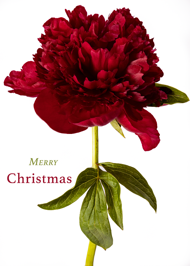 MERRY CHRISTMAS -  Holiday Peony