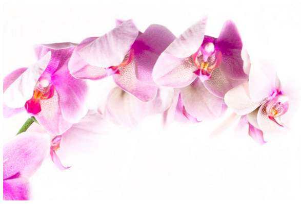 Orchids