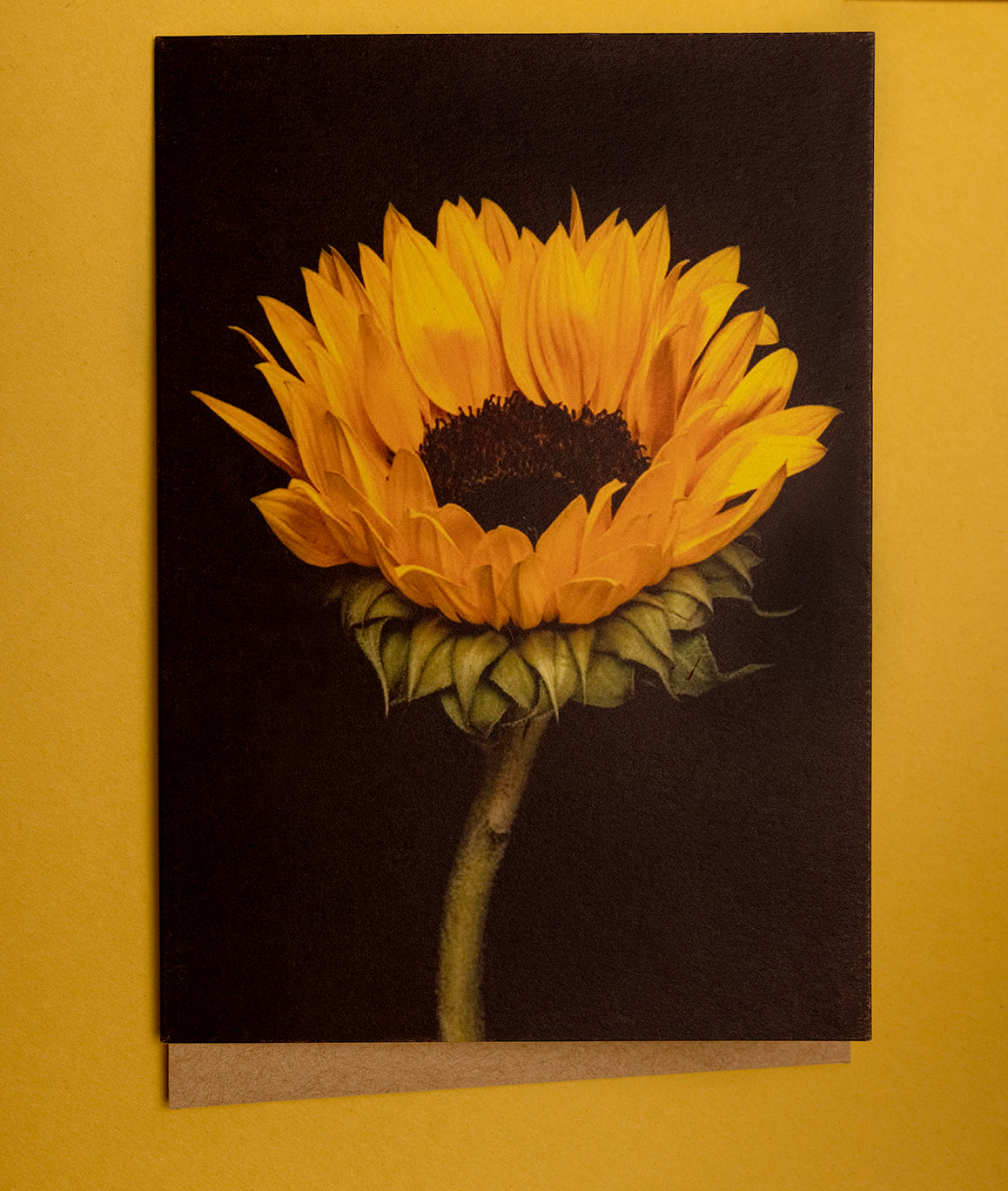 Gold Yellow A4 Coloured Craft Card Sunflower Yellow Photocopier Coloured  160gsm 25 Sheets -  Israel