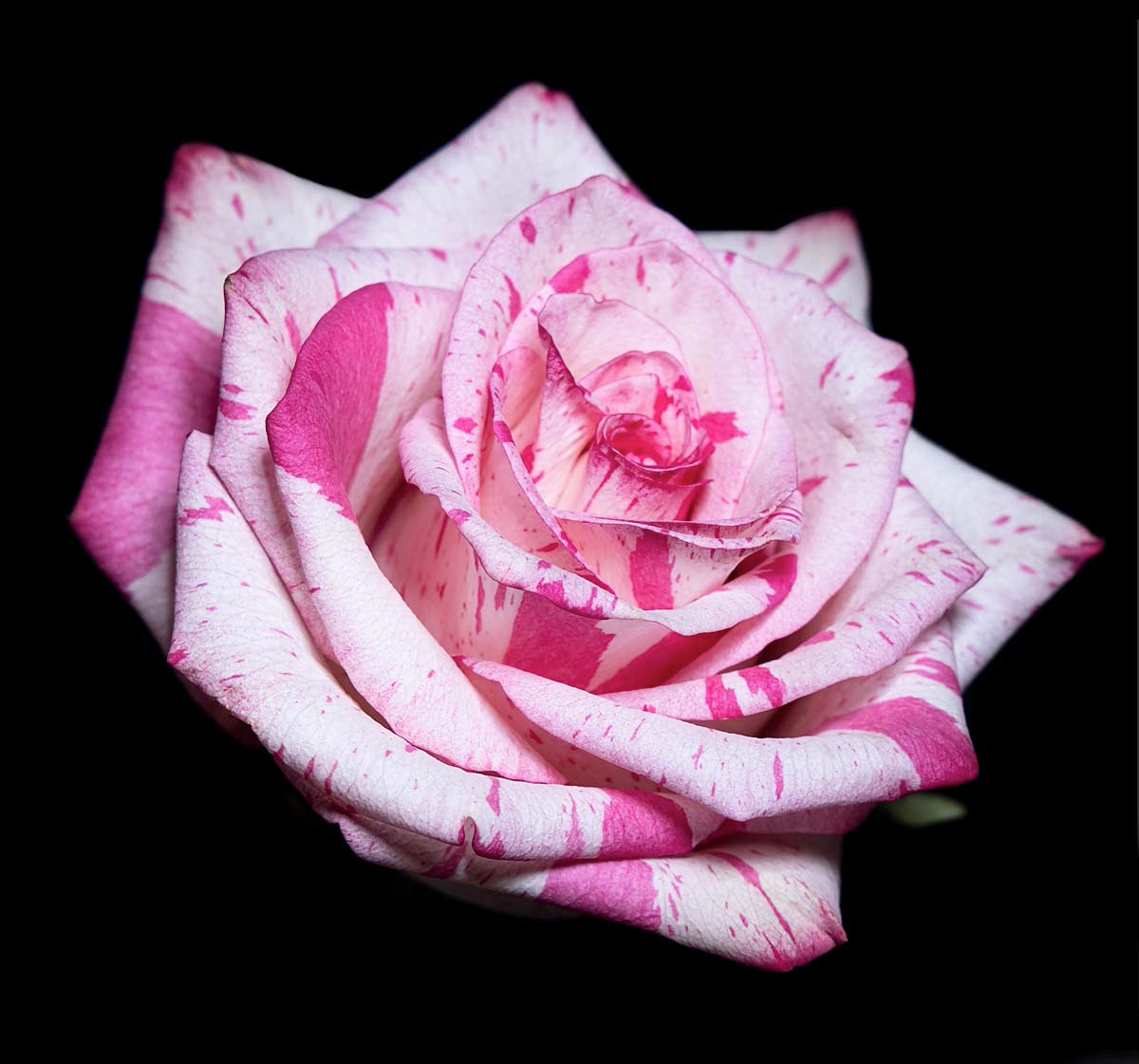 Rose 22