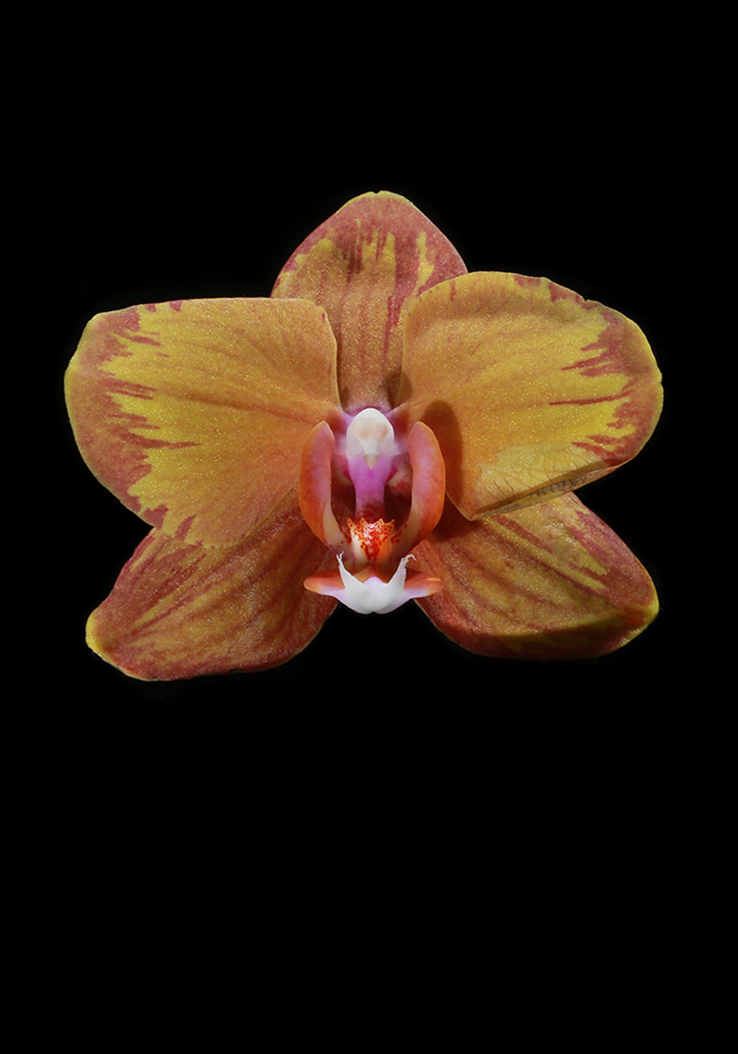 Orchids
