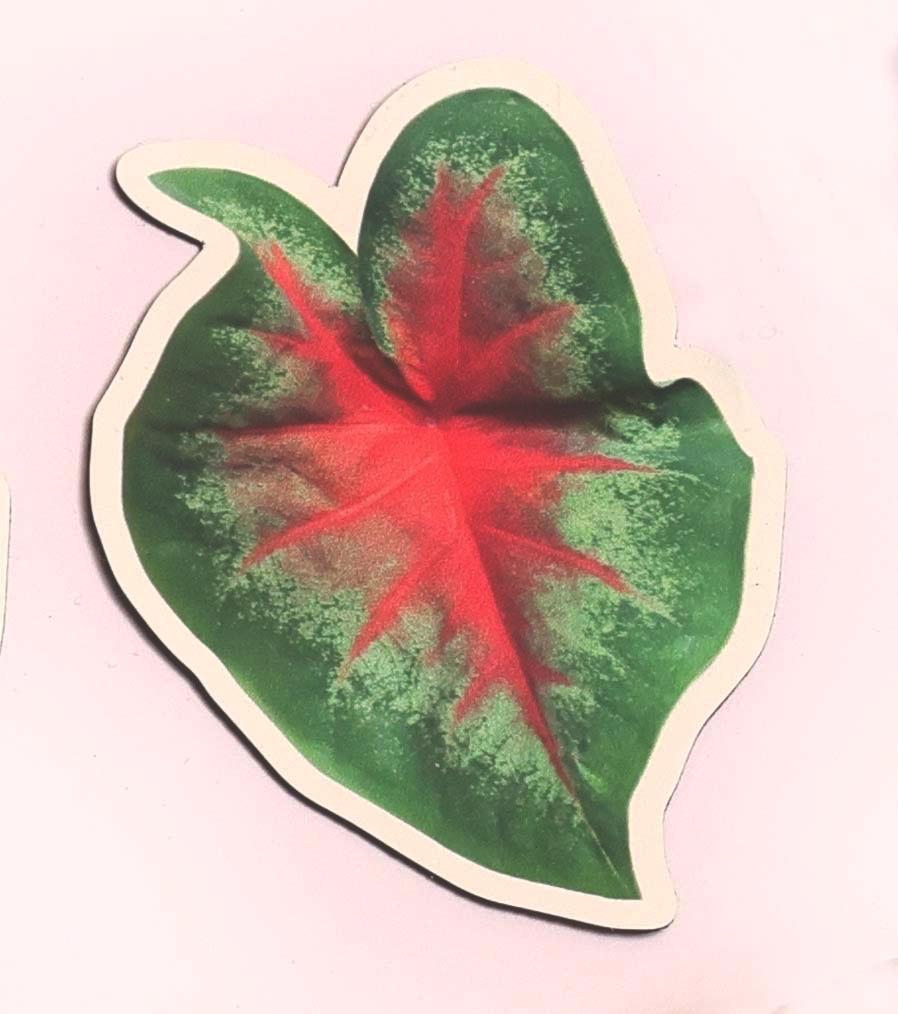 Caladium Plant Magnet