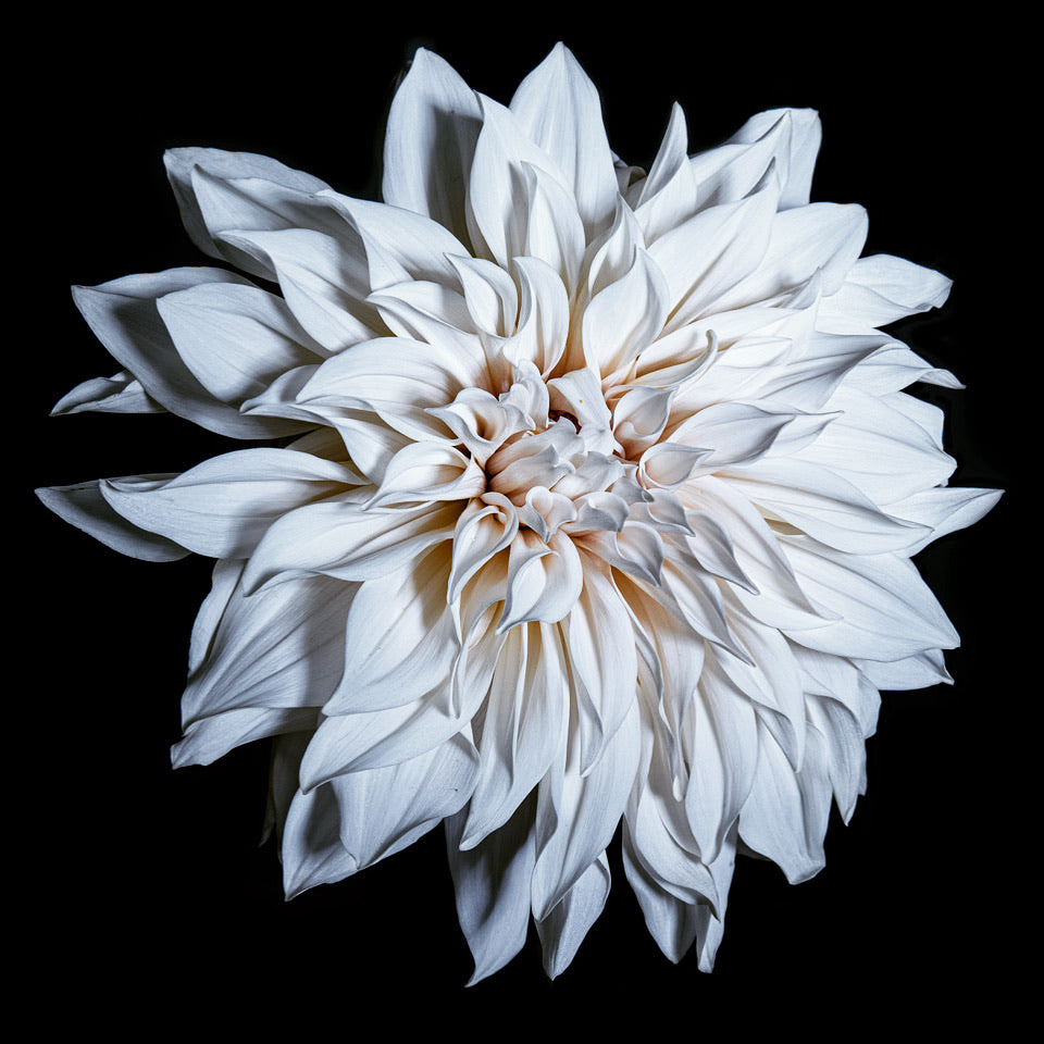 Dahlia, Cafe au Lait, Botanical Art Prints by Photographer Tal Shpantzer