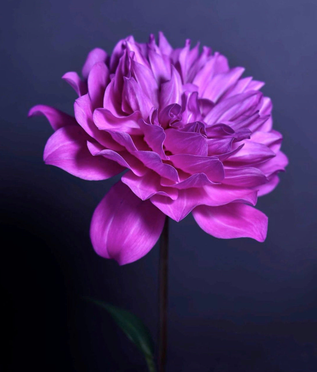 Dahlia, Botanical Art Prints by Photographer Tal Shpantzer