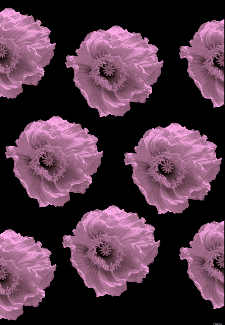 NEW PINK POPPIES B&W - Wrapping Paper - Set of 3 Sheets – Talfoto