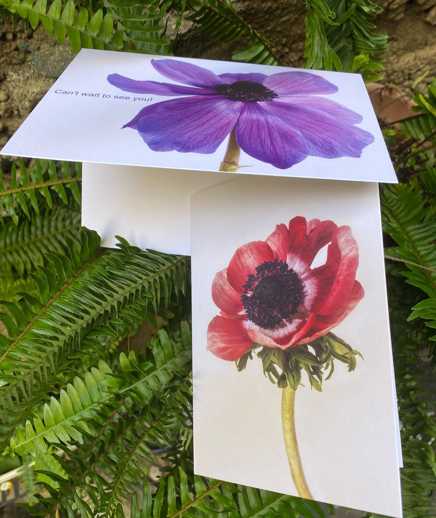 Anemone Greeting Card