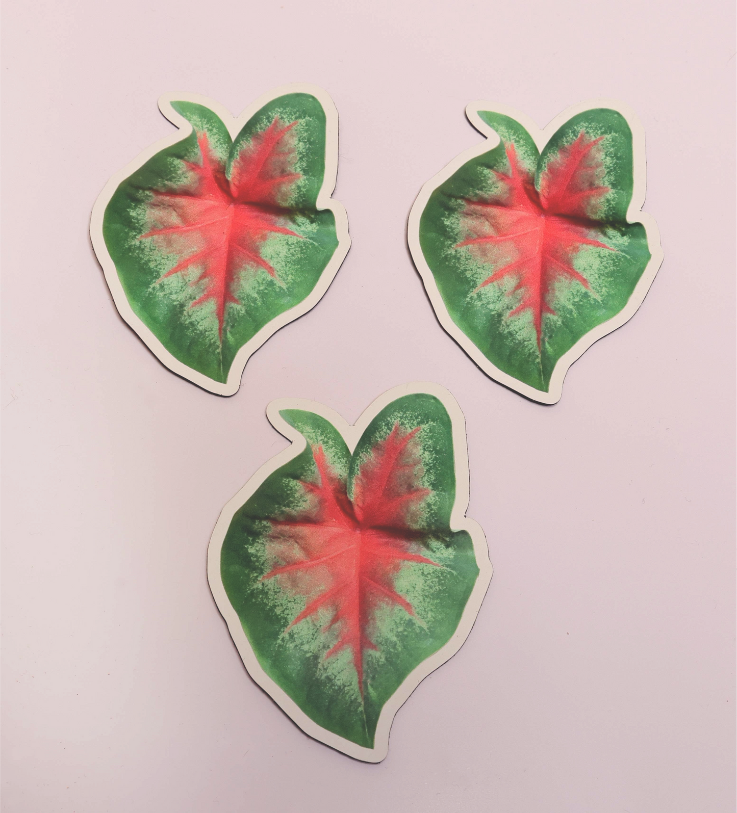Caladium Plant Magnet