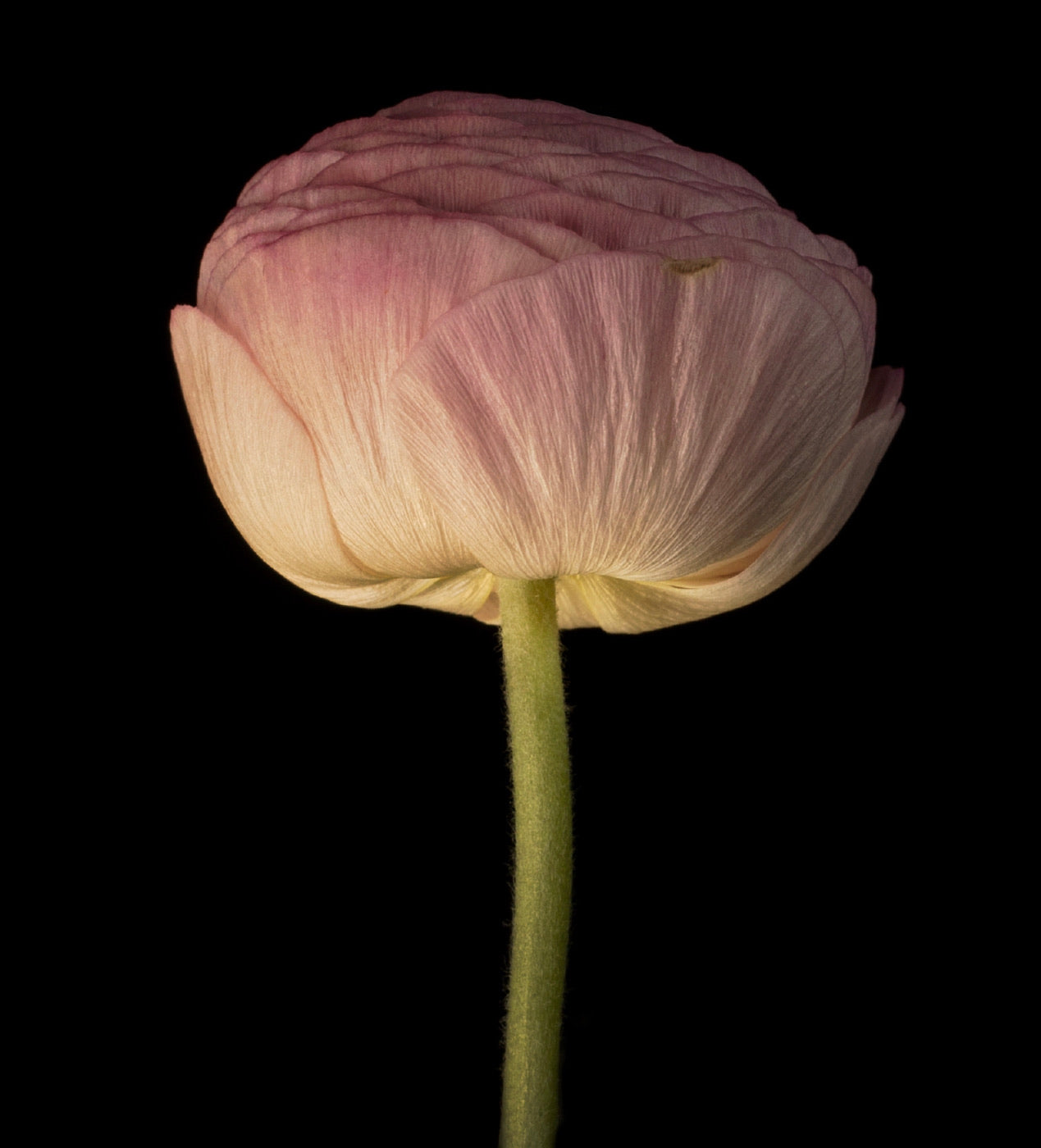 Untitled, Prints by Photographer Tal Shpantzer