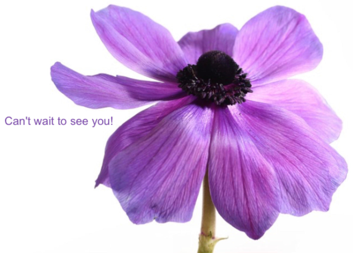 Anemone Greeting Card