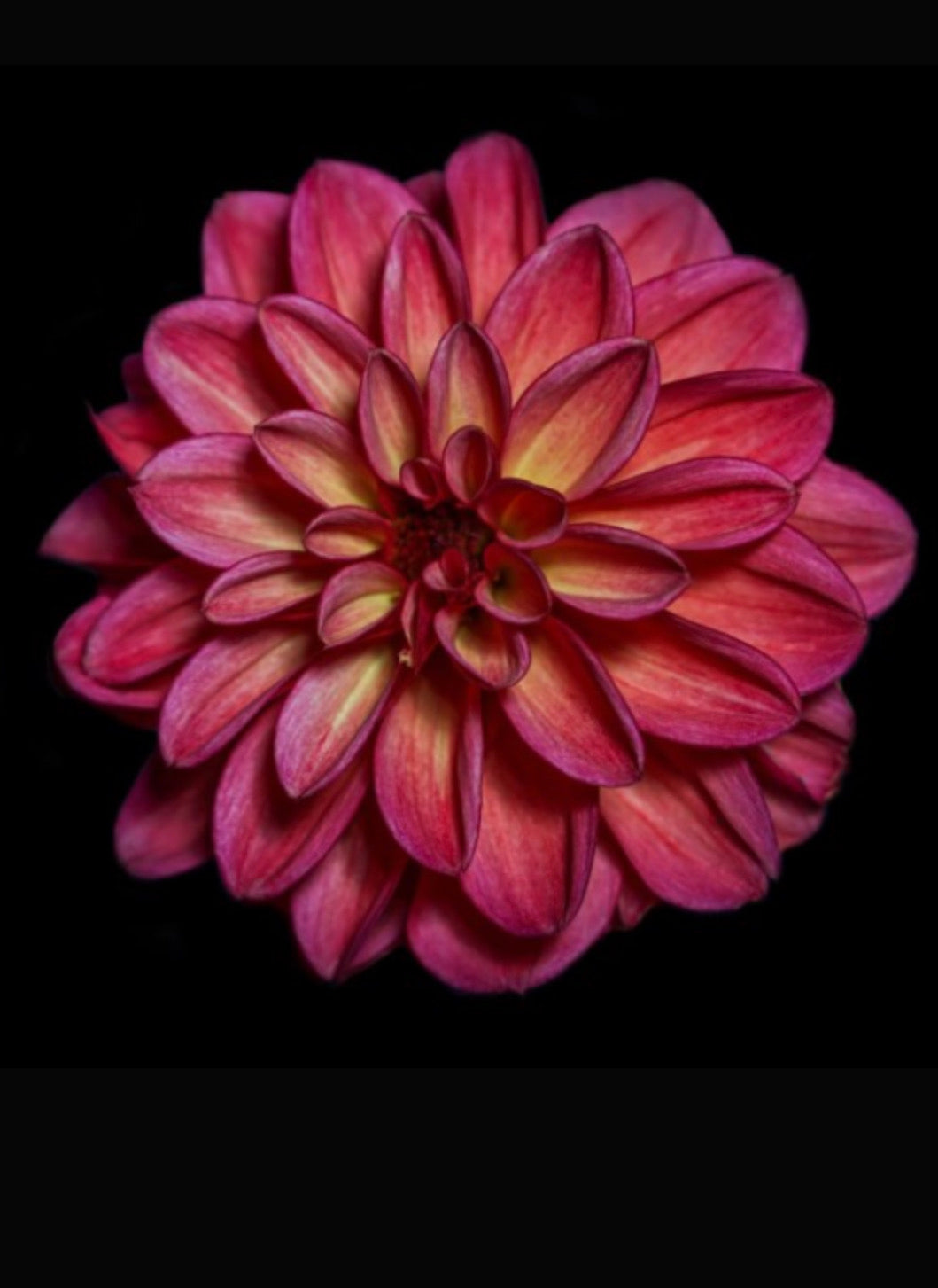 Dahlia Rising Sun