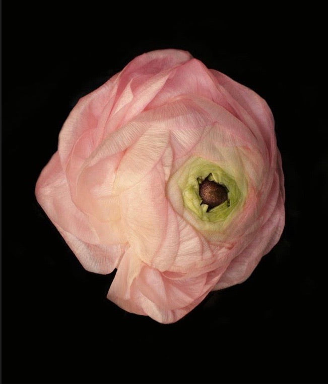 Untitled, Prints by Photographer Tal Shpantzer