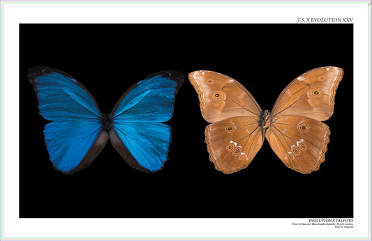 Blue Morpho  Butterfly , Front & Underside View