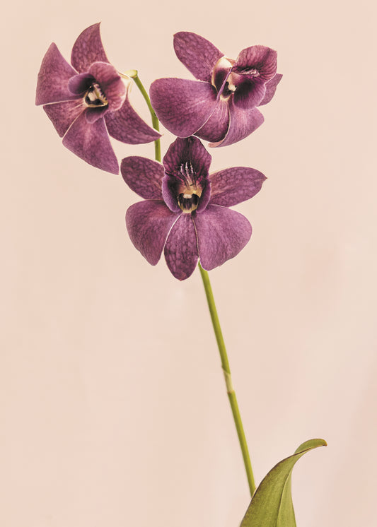 Orchids Fly Print by Artist Photographer Tal Shpantzer