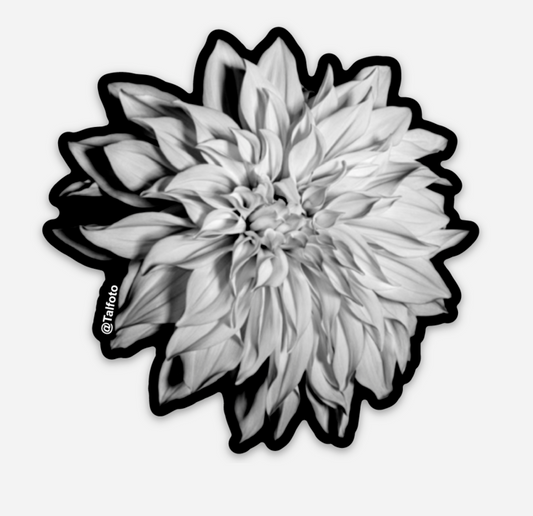 Dahlia Flower Sticker Black and White