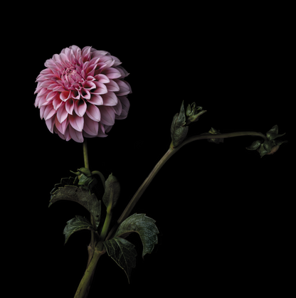 Dahlia, Peaches N Cream