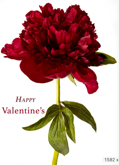 Ruby Valentine's PEONY Bundle