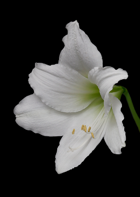 Amaryllis Single Floral Notecard