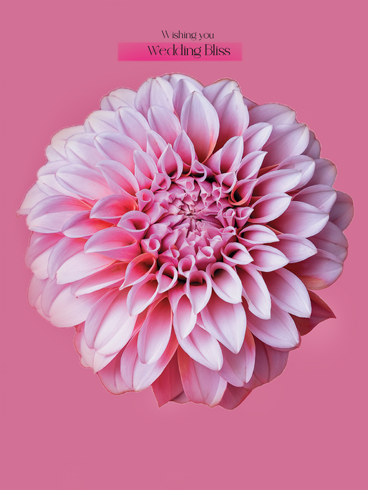 New Dahlia in Pink Floral - Wishing You Wedding Bliss