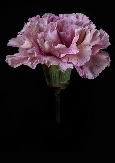 Carnation Floral Greeting Card