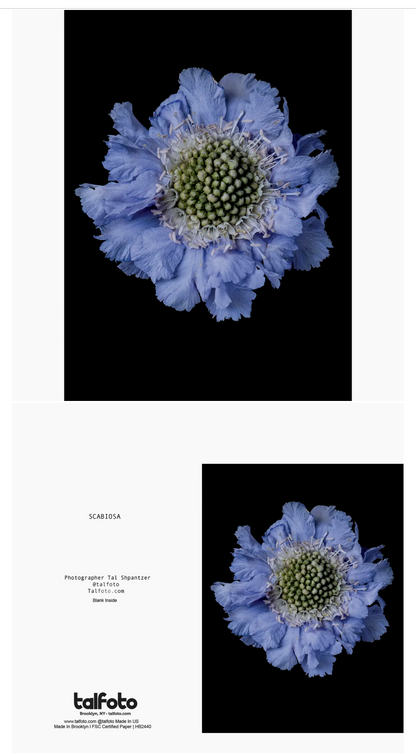 PINCUSHION SCABIOSA Floral Greeting Card