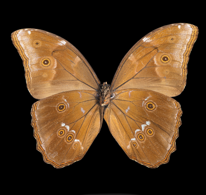 Blue Morpho Back, Butterfly Limited Edition Print 1 of 10, by Artist Photographer Tal Shpantzer