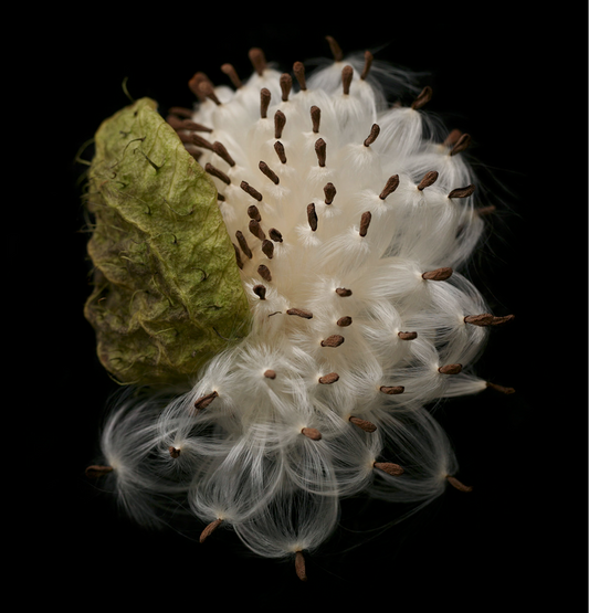 Petal Series,  Pod