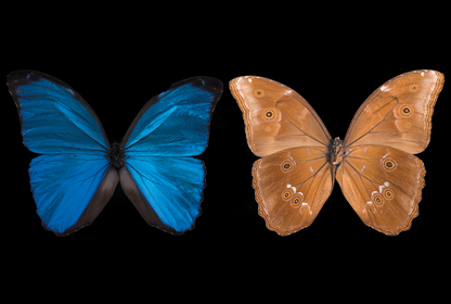Blue Morpho  Butterfly , Front & Underside View