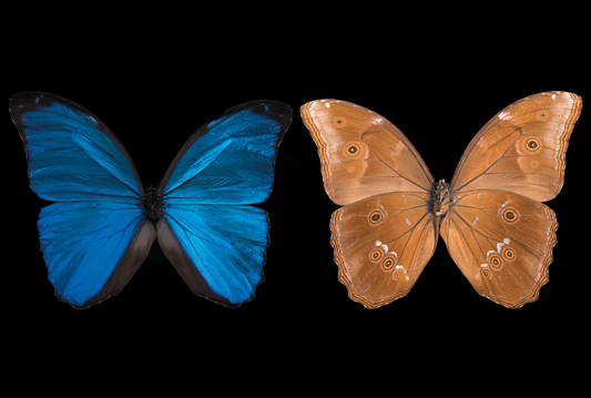 Blue Morpho, Front & Underside of the Morpho Butterfly by Artist Photographer Tal Shpantzer