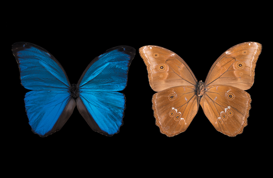 Blue Morpho  Butterfly , Front & Underside View Crop