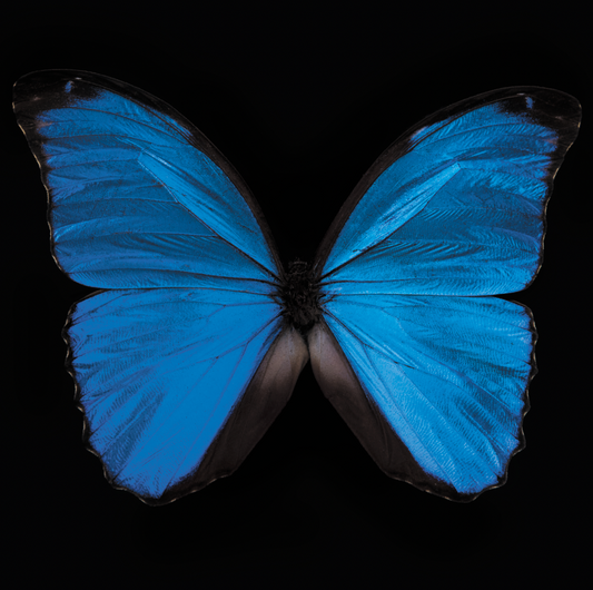Blue Morpho Butterfly, Limited Edition Print 1 of 20, by Artist Photographer Tal Shpantzer