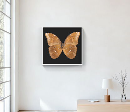 Blue Morpho Back, Butterfly Limited Edition Print 1 of 10, by Artist Photographer Tal Shpantzer